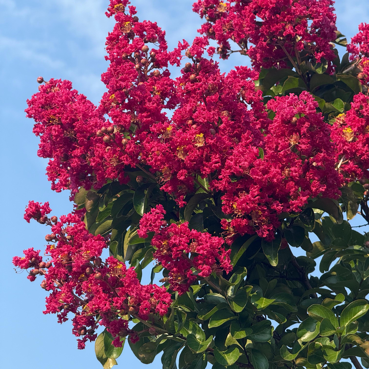 Lagerstroemia ad albero