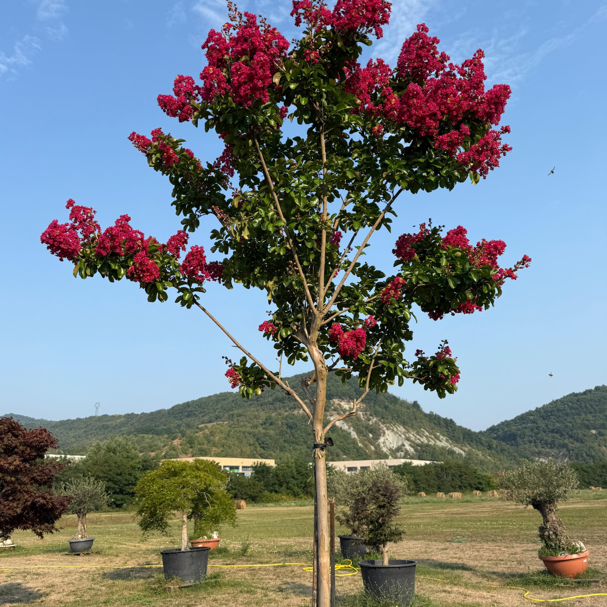 Lagerstroemia ad albero