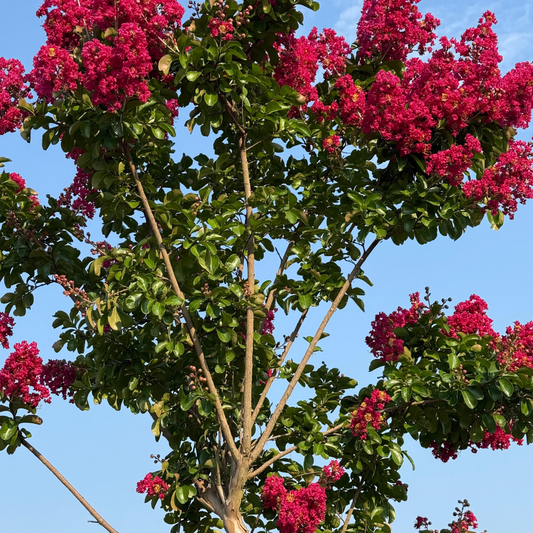 Lagerstroemia ad albero