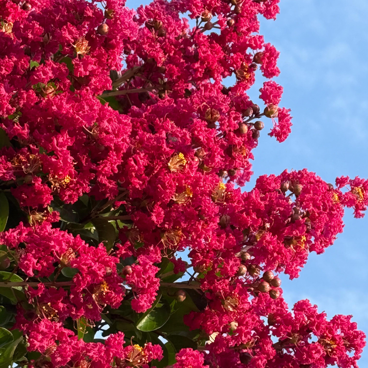 Lagerstroemia ad albero